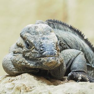 Hispaniolan rhinoceros iguana (Cyclura cornuta cornuta), 2023-04-08