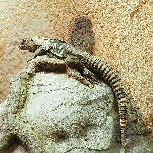 Motagua spiny-tailed iguana (Ctenosaura palearis), 2023-04-08