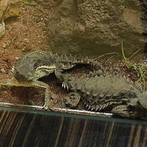 Giant horned lizards (Phrynosoma asio), 2023-04-08