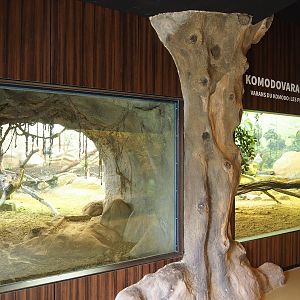 Komodo dragon exhibit - Main viewing window and den viewing window, 2023-04-08