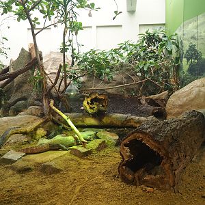 Komodo dragon exhibit, 2023-04-08