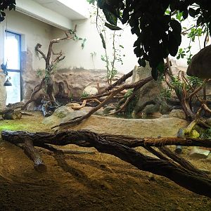 Komodo dragon exhibit, 2023-04-08