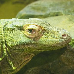 Komodo dragon (Varanus komodoensis), 2023-04-08