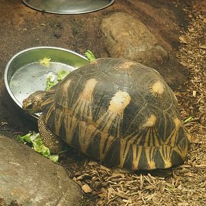 Radiated tortoise (Astrochelys radiata), 2023-04-08
