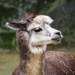 Alpaca (Vicugna pacos), 2023-04-08