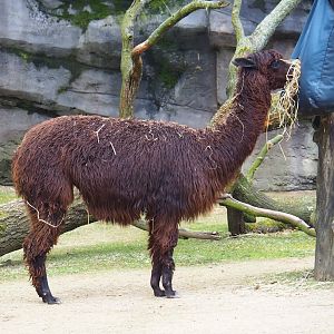 Alpaca (Vicugna pacos), 2023-04-08