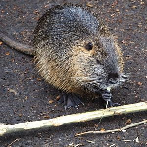Nutria (Myocastor coypus), 2023-04-08