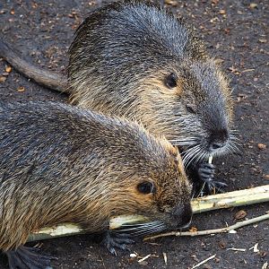 Nutrias (Myocastor coypus), 2023-04-08