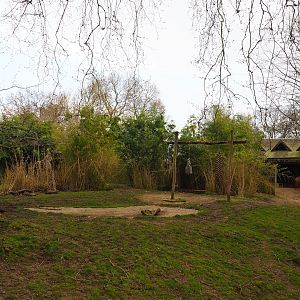 Mountain bongo and Kirk's dik-dik paddock, 2023-04-08