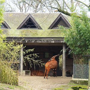 Mountain bongo and Kirk's dik-dik barn, 2023-04-08