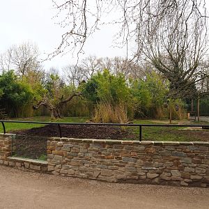 Mountain bongo and Kirk's dik-dik paddock, 2023-04-08