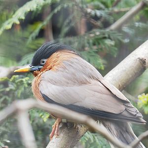 Brahminy starling (Sturnia pagodarum), 2023-04-08