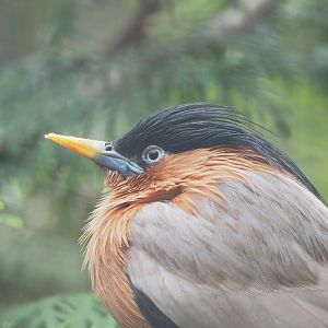 Brahminy starling (Sturnia pagodarum), 2023-04-08
