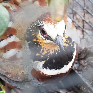 Collared hill partridge (Arborophila gingica), 2023-04-08