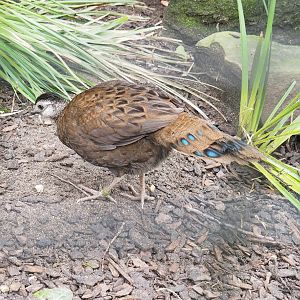 Female Palawan peacock-pheasant (Polyplectron napoleonis), 2023-04-08