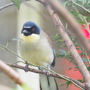 Blue-crowned laughingthrush (Pterorhinus courtoisi), 2023-04-08
