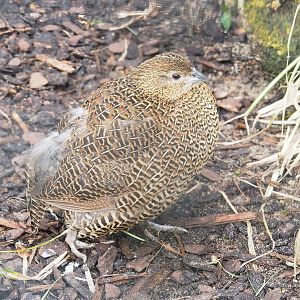 Female Madagascar partridge (Margaroperdix madagarensis), 2023-04-08