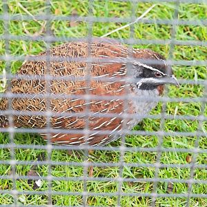 Male Madagascar partridge (Margaroperdix madagarensis), 2023-04-08