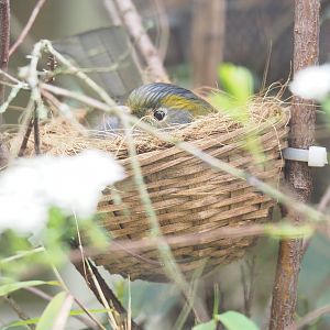 Emei Shan liocichla (Liocichla omeiensis) on nest, 2023-04-08
