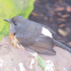 White-rumped shama (Copsychus malabaricus), 2023-04-08