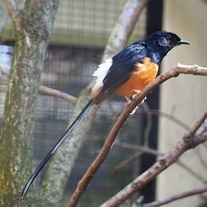 White-rumped shama (Copsychus malabaricus), 2023-04-08