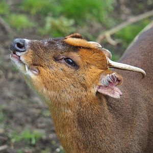 Reeves' muntjac (Muntiacus reevesi), 2023-04-08