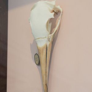 Gannet skull, 2023-04-08