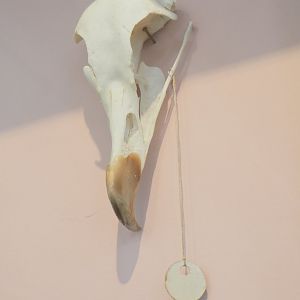 Bearded vulture skull, 2023-04-08