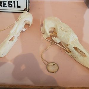Coscoroba and Mute swan skulls, 2023-04-08