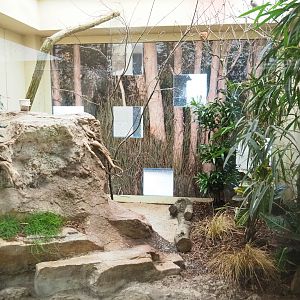 Red-fronted serin aviary, 2023-04-08