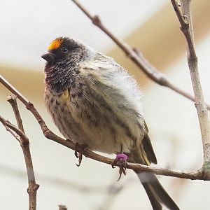 Red-fronted serin (Serinus pusillus), 2023-04-08