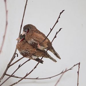 Cut-throat finches (Amadina fasciata), 2023-04-08