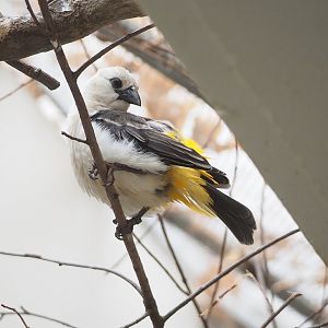 White-headed buffalo-weaver (Dinemellia dinemelli), 2023-04-08