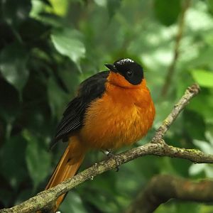 Snowy-crowned robin-chat (Cossypha niveicapilla), 2023-04-08