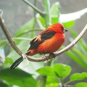 Brazilian tanager (Ramphocelus bresilia), 2023-04-08