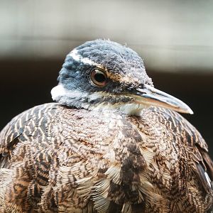 Sunbittern (Eurypygia helias), 2023-04-08