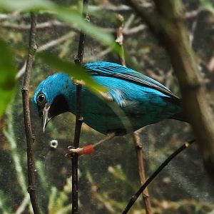 Blue dacnis (Dacnis cayana), 2023-04-08