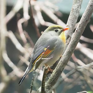 Red-billed leiothrix (Leiothrix lutea), 2023-04-08