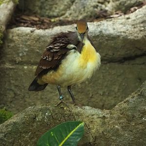 Cinnamon ground-dove (Gallicolumba rufigula), 2023-04-08