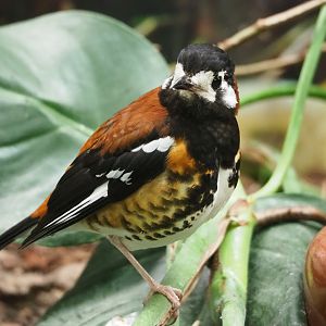 Chestnut-backed ground-thrush (Geokichla dohertyi), 2023-04-08