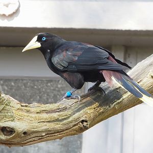 Crested oropendola (Psarocolius decumanus), 2023-04-08