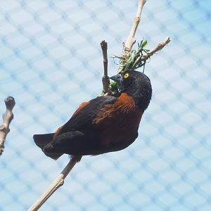 Chestnut-and-black weaver (Ploceus nigerrimus castaneofuscus), 2023-04-08