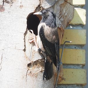 Rosy starling (Pastor roseus), 2023-04-08