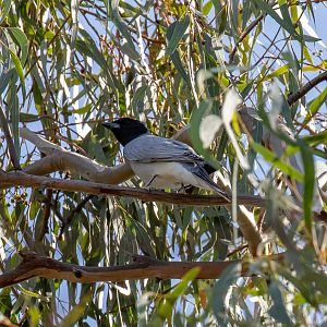 Black-faced Cuckoo-shrike