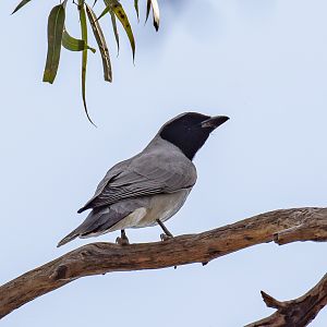 Black-faced Cuckoo-shrike