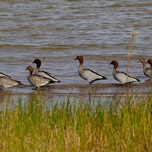 Australian Wood Ducks