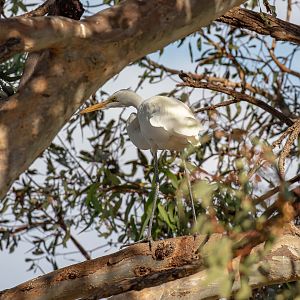 Great Egret