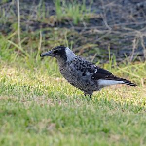 Australian Magpie juvenile