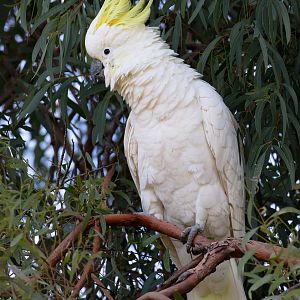 Sulphur-crested Cockatoo