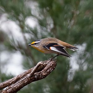 Striated Pardalote displaying to female